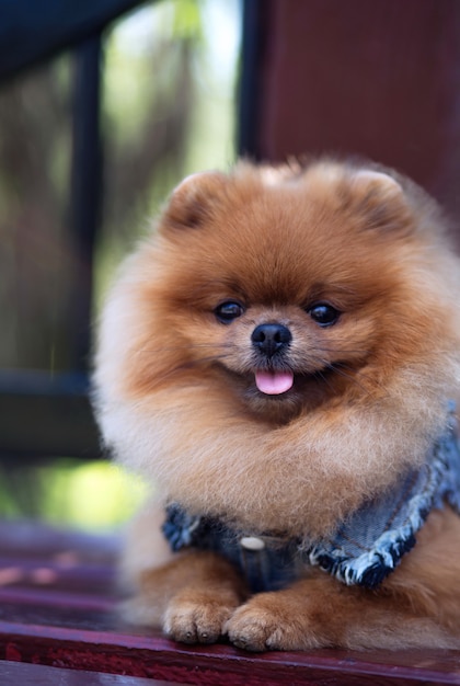 Beautiful and fluffy pomeranian dog. Dog on the bench in a park. Pomeranian on a walk