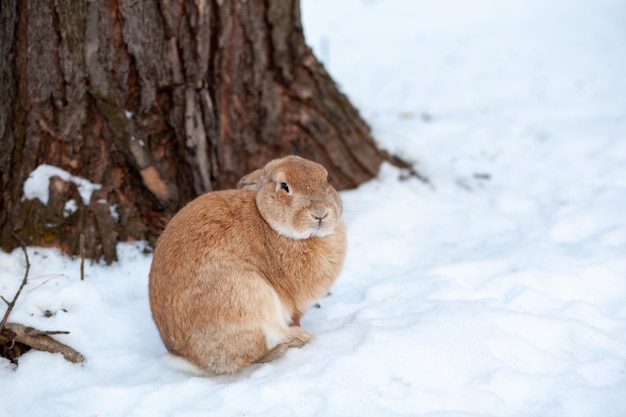 Beautiful fluffy red rabbit in winter on the farm