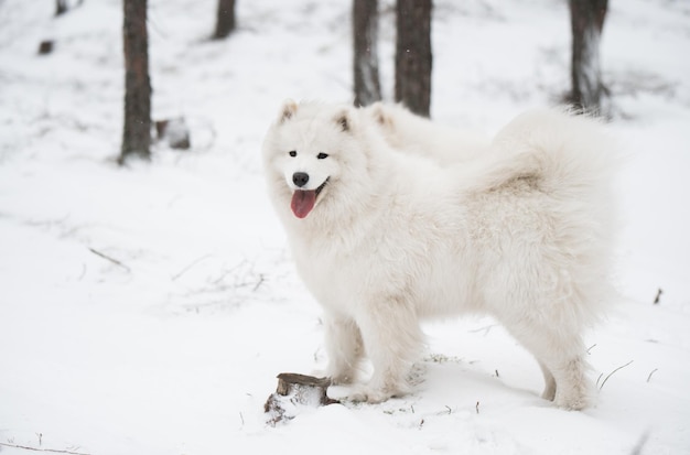 Beautiful fluffy Samoyed white dog is in the winter forest