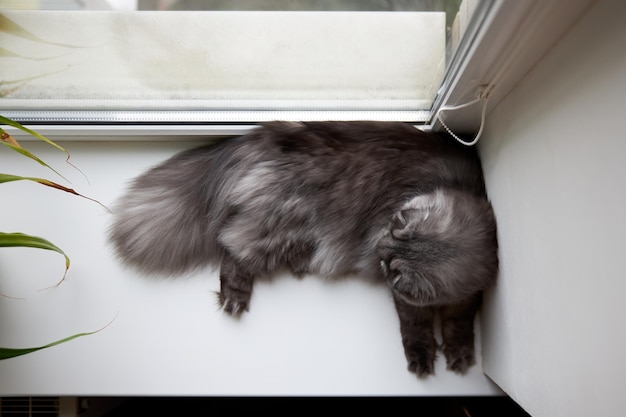 Beautiful fluffy Scottish cat lies on the windowsill View from above