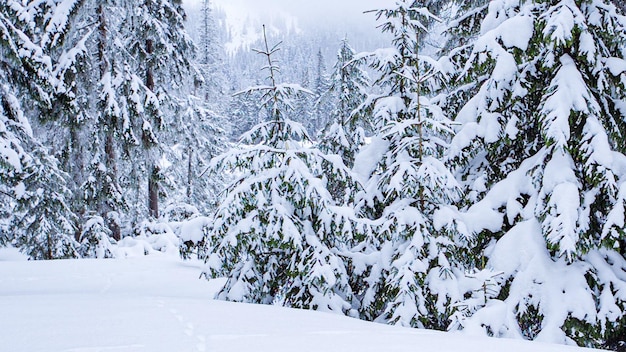 Beautiful fluffy snow on tree branches Snow falls beautifully from the spruce branches Winter fairy tale trees in snow captivity Snowing winter footage video