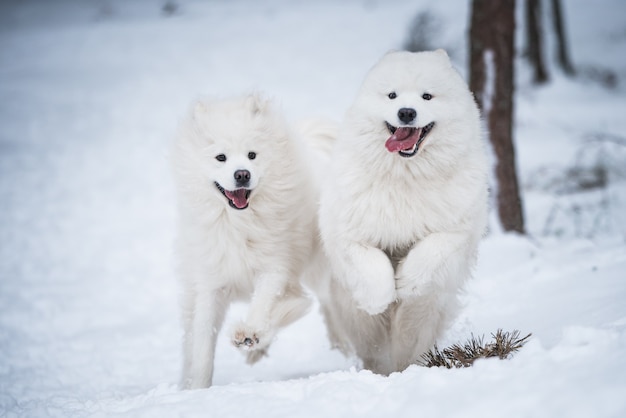 Beautiful fluffy two Samoyed white dogs is playing in the winter forest