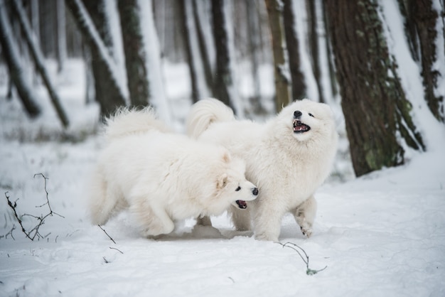 Beautiful fluffy two Samoyed white dogs is playing in the winter forest