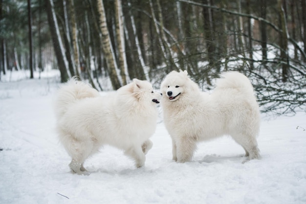 Beautiful fluffy two Samoyed white dogs is in the winter forest