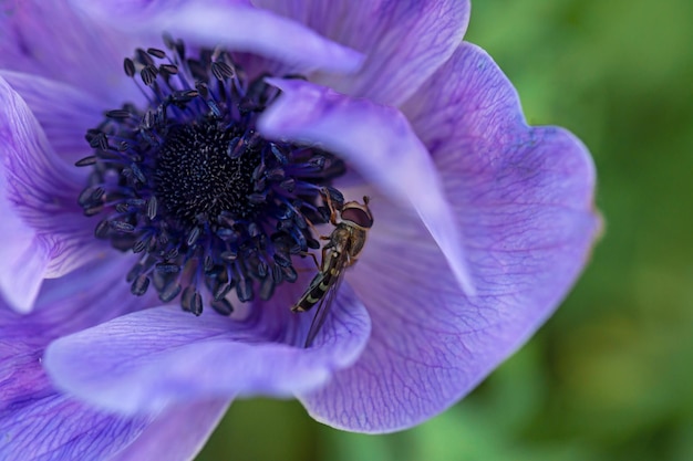 Beautiful fly on a purple anemone flower