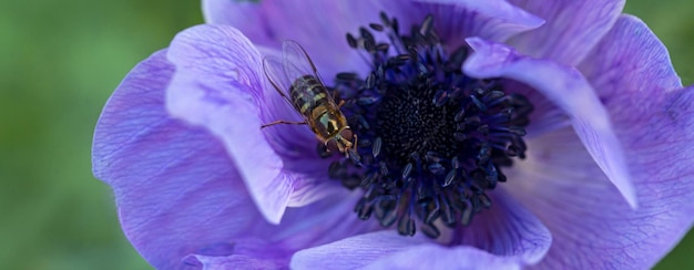 Beautiful fly on a purple anemone flower