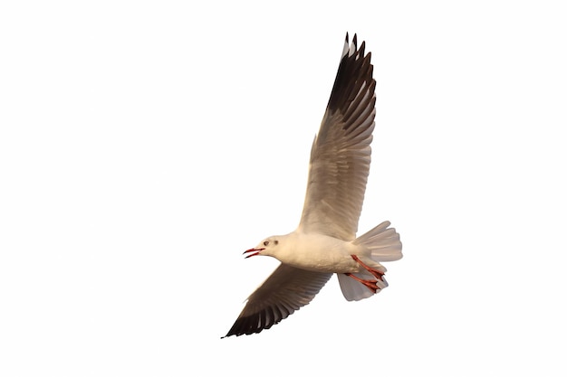 Beautiful flying seagull isolated on white background