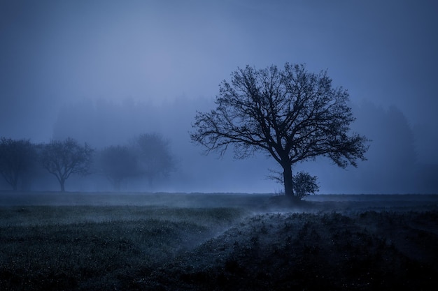 Beautiful foggy landscape of trees in a meadow in early morning