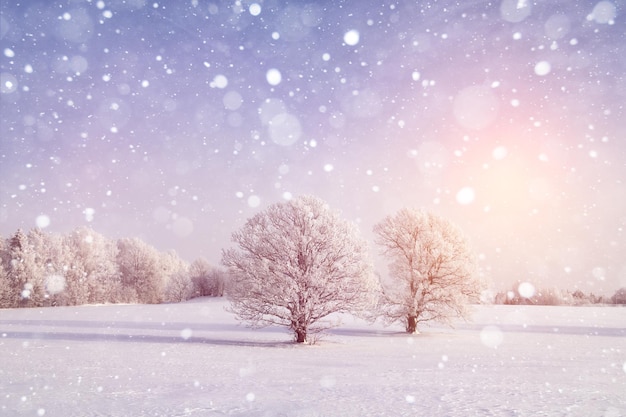 Beautiful forest covered with hoarfrost lit by the sun Magic winter dawn of a frosty sunny morning