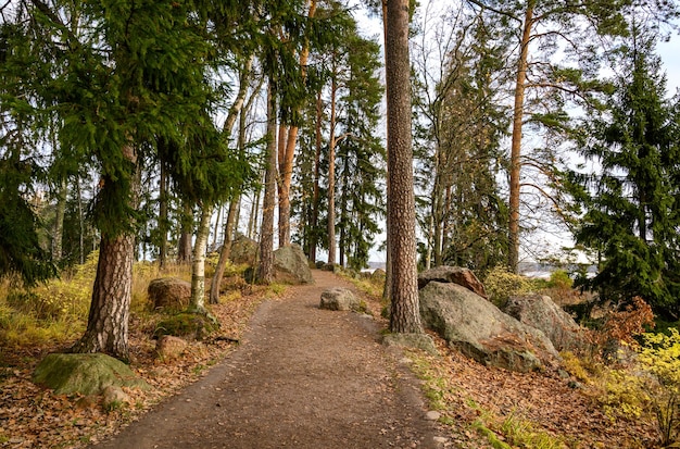 Beautiful forest and fresh air sandy path walk along the trail through the forest