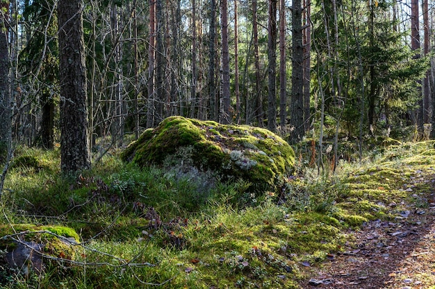 Beautiful forest and fresh air sandy path walk along the trail through the forest