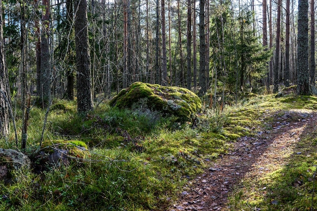 Beautiful forest and fresh air sun rays through the trees walk along the trail through the forest