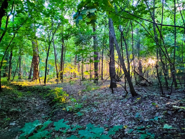 Beautiful forest Green trees Wood nature background