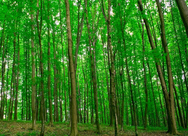 Beautiful forest landscape in the morning