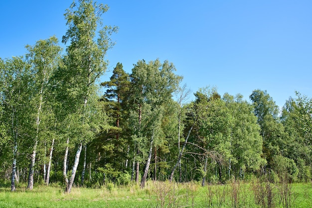 Beautiful forest landscape in summer day