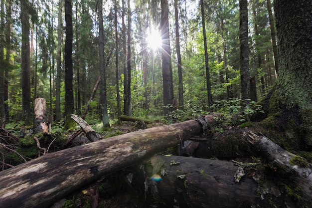 A beautiful forest landscape with a view of fallen trees and the sun breaking through the branches