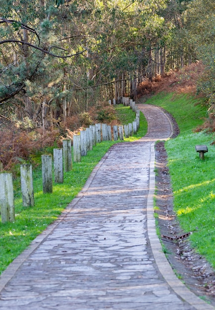 Beautiful forest path. Autumn background, backdrop