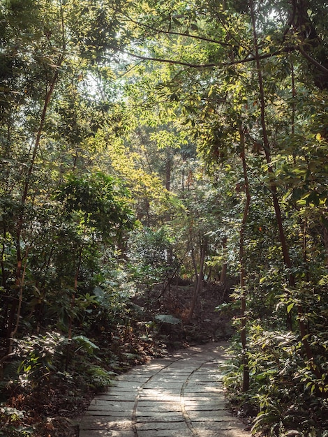 Beautiful forest path with bright sun shining through the trees