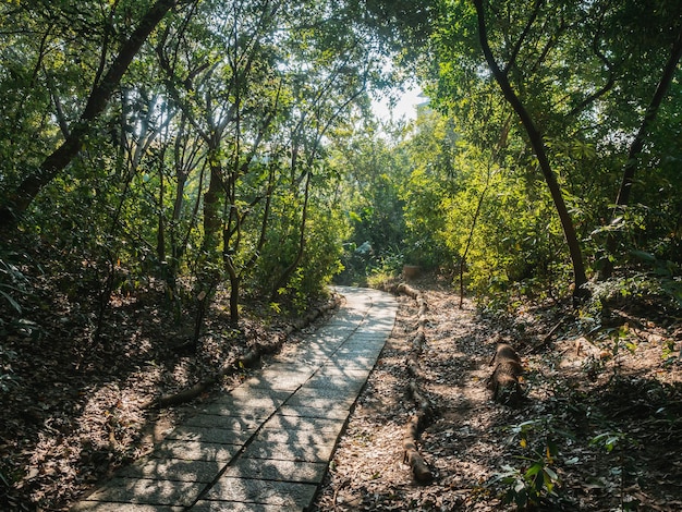 Beautiful forest path with bright sun shining through the trees