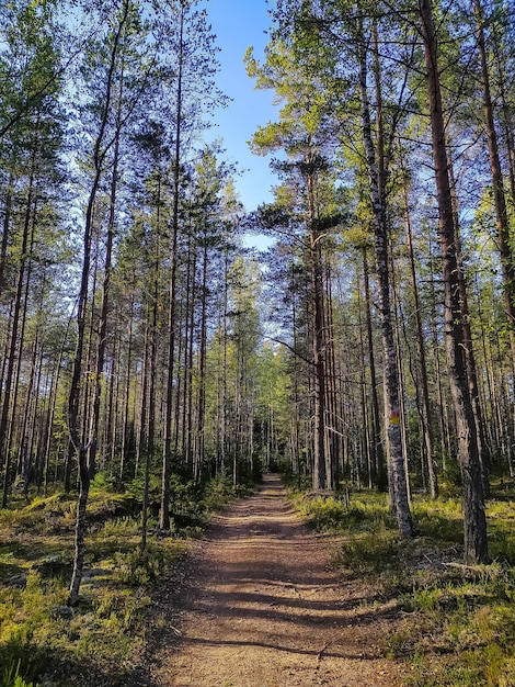 Beautiful forest road in Saint-Petersburg suburbs.