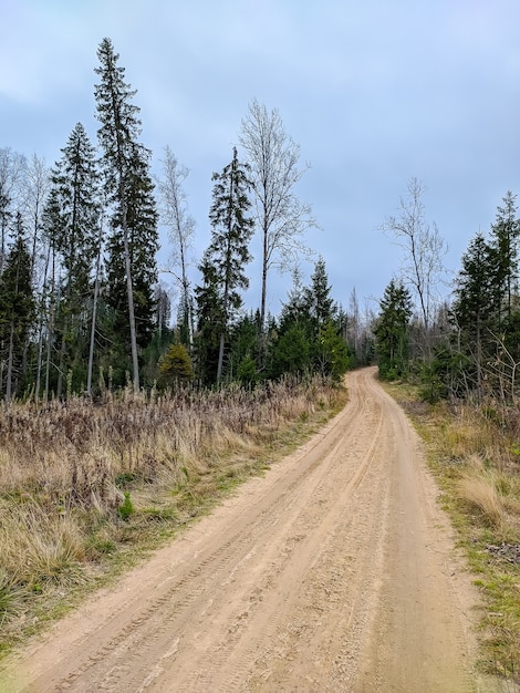 Beautiful forest road in Saint-Petersburg suburbs.