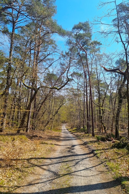 Beautiful forest road on a sunny day in the park