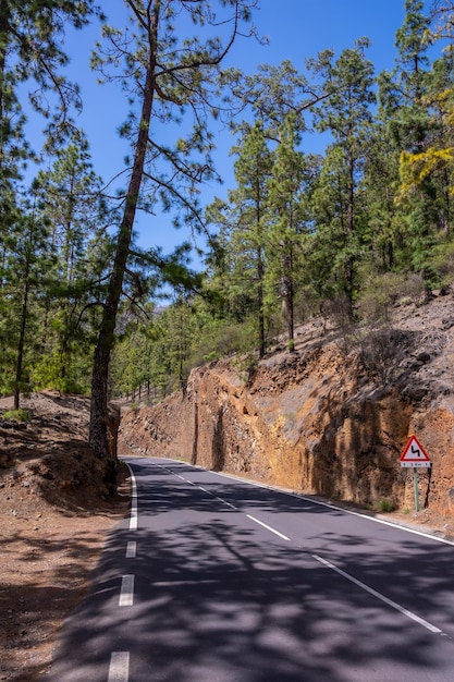 Beautiful forest road on the way up to the Teide Natural Park in Tenerife Canary Islands