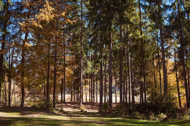 Beautiful forest with dried grass, yellow, orange and brown trees, fallen foliage, blue sky in autumn day. Amazing landscape with forest glade and colorful trees. Sunny warm fall in Ukraine.