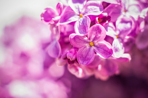 Beautiful and fragrant lilac in the garden A closeup with a copy of the space shot on a macro with a background blur for the wallpaper as the background Natural wallpaper Selective focus