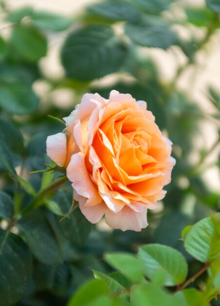 Beautiful fragrant rose flower and bokeh on a sunny warm day