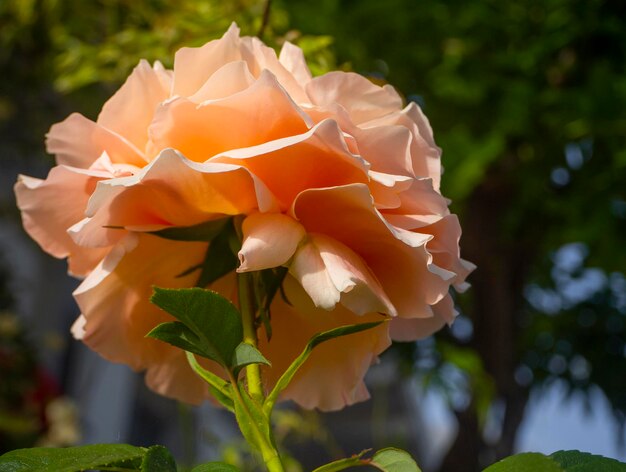 Beautiful fragrant rose flower and bokeh  on a sunny warm day