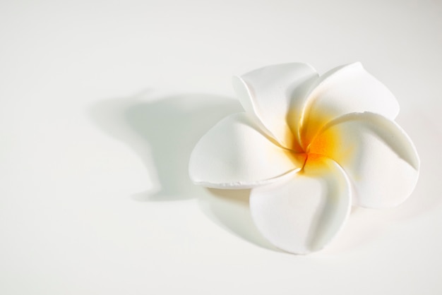 Beautiful frangipani flower on with background