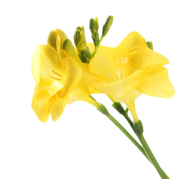 Beautiful freesia isolated on white