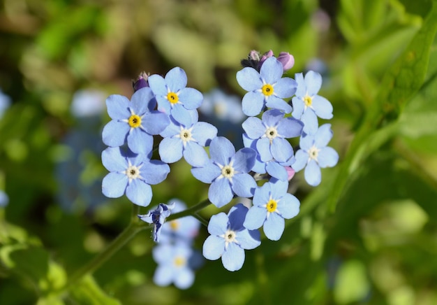 Beautiful fresh blue forgetmenot flower close view Forgetmenot flowers background