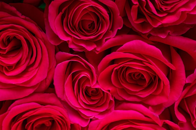 Beautiful fresh bright roses on a light background