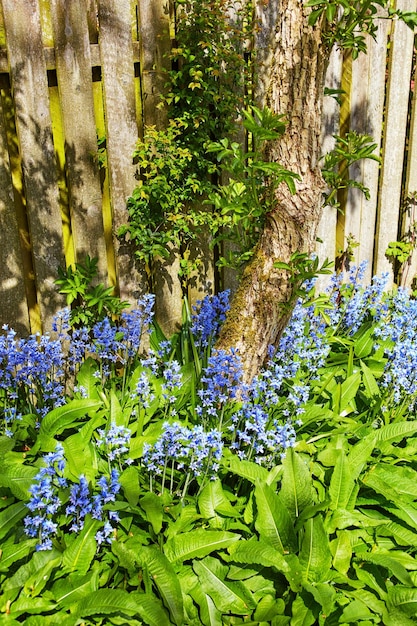 Beautiful fresh and colorful flowers and green plants in a home garden backyard or nature park in summer Spanish bluebells growing flowering and blooming in private secluded and landscaped yard