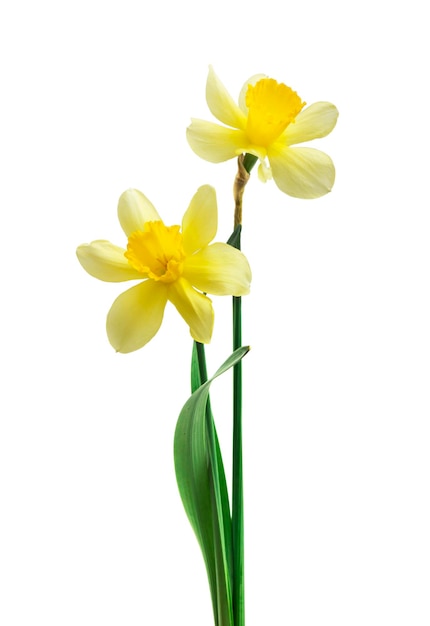 beautiful fresh daffodils flowers isolated on white background