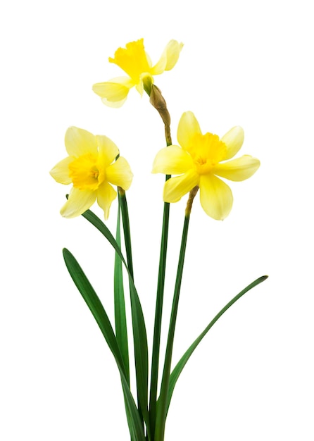 Beautiful fresh daffodils flowers isolated on white background