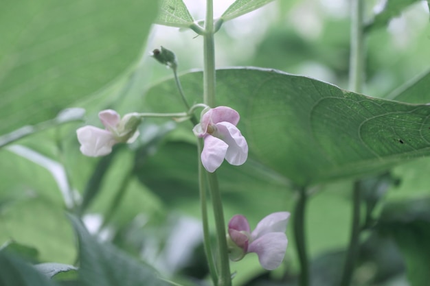 Beautiful fresh flowering beans leaf Close up of a bush of green beans Natural background large b