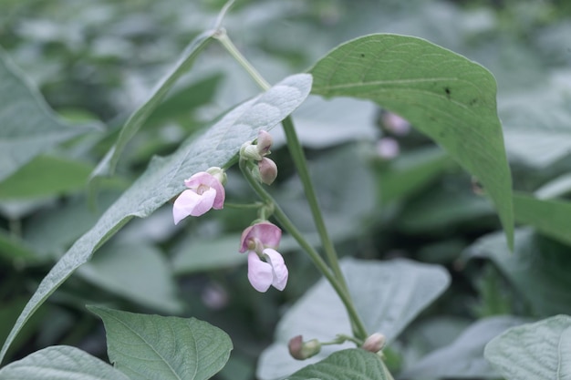 Beautiful fresh flowering beans leaf Close up of a bush of green beans Natural background large b