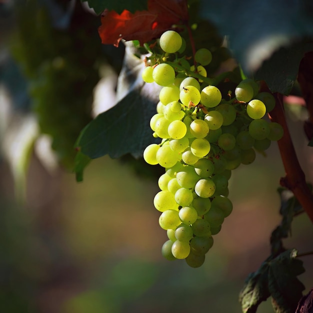 Beautiful fresh fruit grapes growing in a vineyard Harvest time autumn fruit collection South Moravian wine region Palava Czech Republic