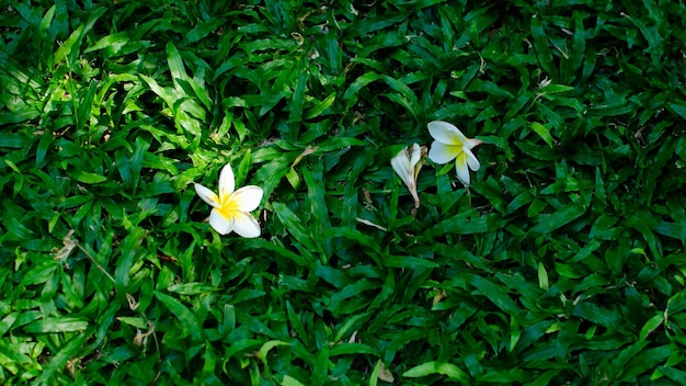 Beautiful fresh grass green background texture