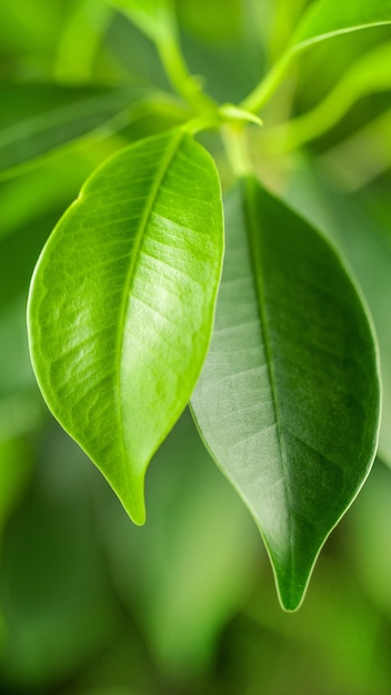 Beautiful fresh green leaves macro in morning lights on defocused background, selective focus