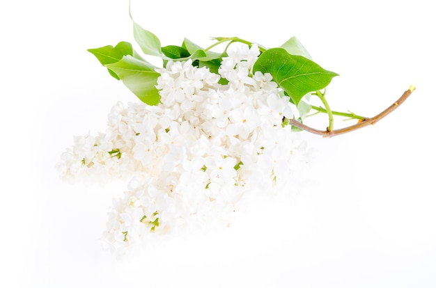 Beautiful fresh lilac flowers isolated on white