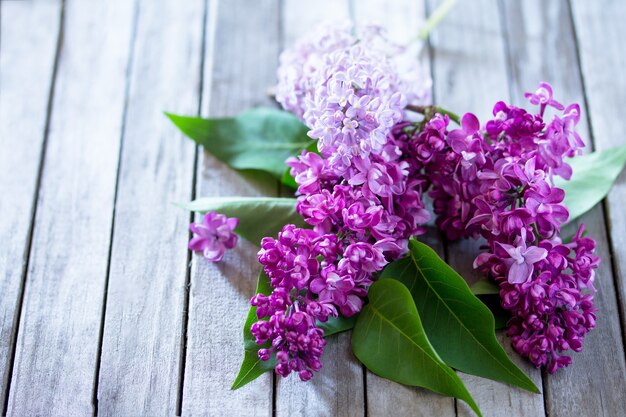 Beautiful fresh lilac violet flowers on a wooden background. Spring lilac flower.