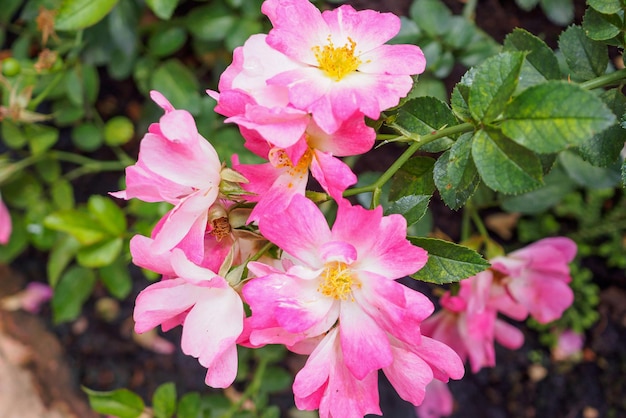 Beautiful fresh natural pink wild roses in flower garden