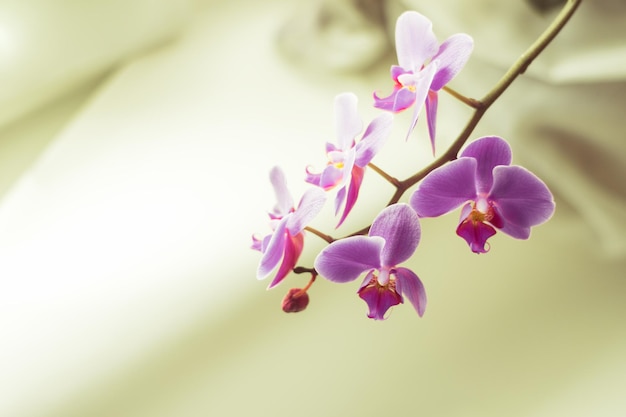 Beautiful fresh orchid flower close up copy space Floral background