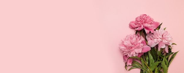 Beautiful fresh pink peonies on a pink background with a copyspace