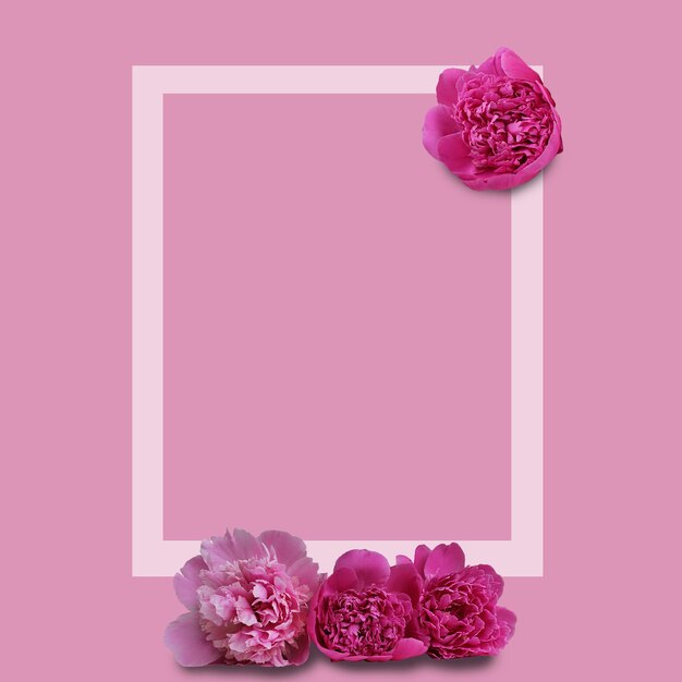 Beautiful fresh pink peony flowers in full bloom on light blue background Floral flat lay top view Copy space for text Mother39s day or Valentine39s day card design