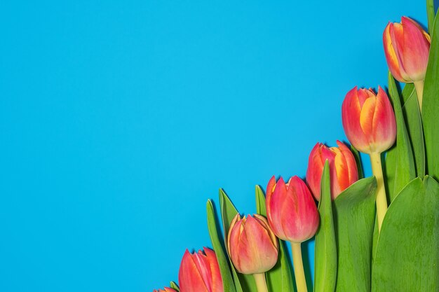 Beautiful fresh pink tulips on blue. Top view.